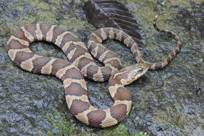 Midland Water Snake